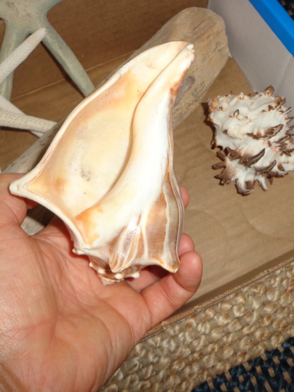 Assortment of Various Sea Shells/Sea Life Driftwood Nature's Beauty - Picture 5 of 8